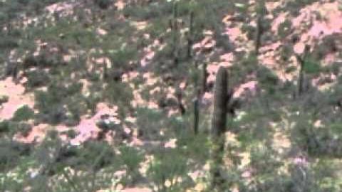 Wild Horses in the Tortolita Mountains